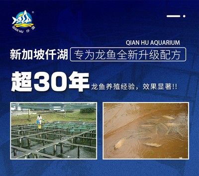 广东龙鱼养殖基地有哪些品种的：广东的龙鱼养殖基地有哪些