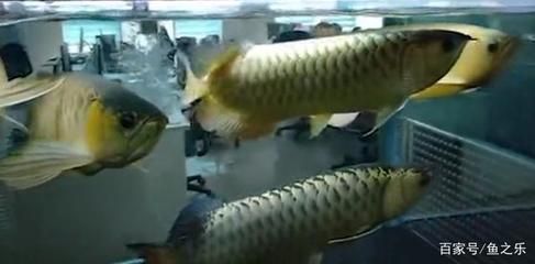龙鱼可以和哪些鱼混养一起养殖：龙鱼混养的注意事项