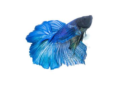 蓝色龙鱼价格表：蓝色龙鱼价格因素 龙鱼百科 第3张