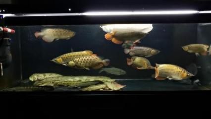 关刀鱼和龙鱼混养视频：关刀鱼可以和什么鱼混养