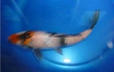 龙鱼缸可以养锦鲤鱼吗：龙鱼缸养锦鲤的科学依据