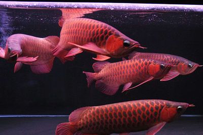 红龙鱼原产地哪里：红龙鱼原产于印尼的苏门答腊和加里曼丹一带的河流
