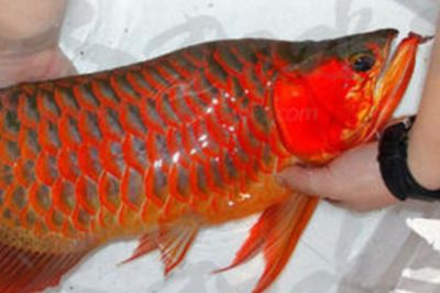红龙鱼产地排名前十：十大红龙鱼养殖基地红龙鱼养殖基地红龙鱼品牌排行榜