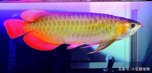 金龙鱼在中国什么年代出现的最多：你不知道的金龙鱼品牌历史 龙鱼百科 第2张