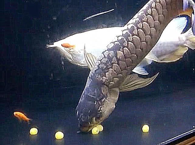 金龙鱼的孵化过程视频：关于金龙鱼孵化的30篇金龙鱼孵化过程注意事项