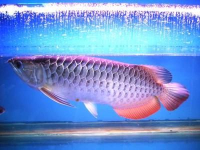 金龙鱼黑龙鱼哪个好养：金龙鱼和金龙鱼的饲养难度对比金龙鱼和黑龙鱼的饲养难度对比