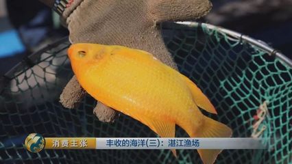 红龙鱼的视频：红龙鱼的饲养方式