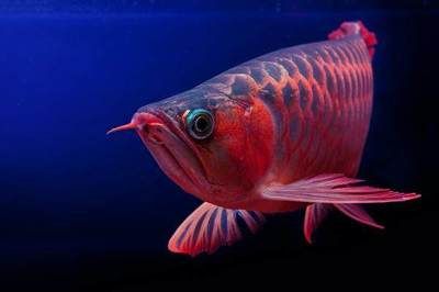 红龙鱼一般能活多久啊：红龙鱼的寿命多长时间饲养注意事项红龙鱼的寿命多长时间