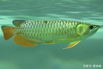 养金龙鱼的水温是多少度：金龙鱼的养殖水温是一个非常重要的因素