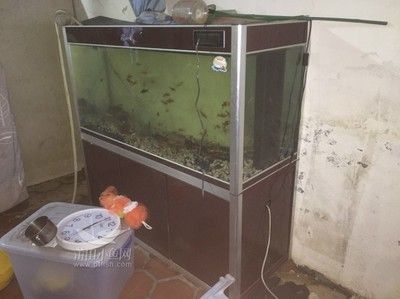 养金龙鱼鱼缸配置：养金龙鱼的注意事项