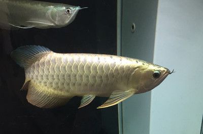 印尼红龙鱼怎么养的大一些：印尼红龙鱼的饲养方法