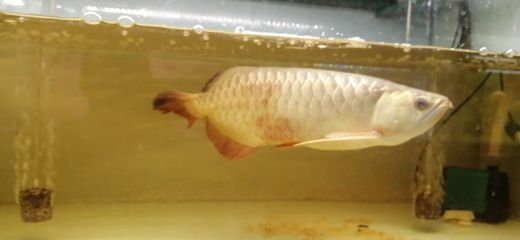 泰国鲫鱼和金龙鱼混养视频：泰国鲫鱼与金龙鱼混养