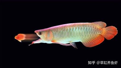 龙鱼用什么颜色的灯光养比较好：养龙鱼时选择正确的灯光是非常重要的，适当的灯光是非常重要的 龙鱼百科 第3张