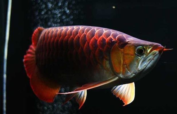 印尼辣椒红龙鱼：印尼辣椒红龙鱼与其他印尼辣椒红龙鱼的区别在哪里