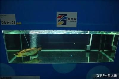马来西亚七彩龙鱼怎么养：马来西亚七彩龙鱼的养殖技术