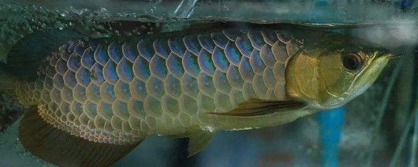 什么叫龙鱼缩尾巴：龙鱼缩尾巴并不是指龙鱼在生理或生物意义上的缩尾行为