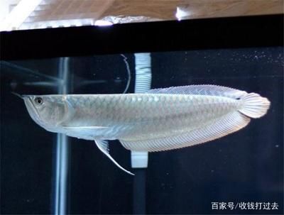 正宗金龙鱼是哪个品种的鱼：正宗的金龙鱼是什么？
