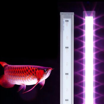 小红龙鱼用什么灯光好看：小红龙鱼灯光选择合适的灯光可以使其更加美观