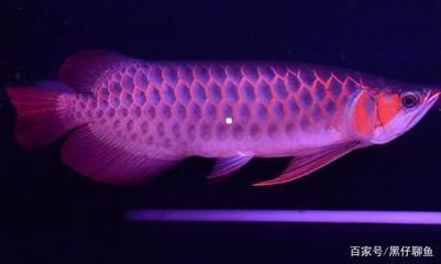 小红龙鱼用什么灯：如何选择适合小红龙鱼的灯光