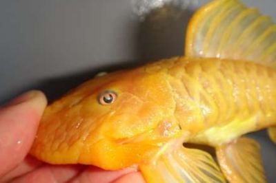 最贵的黄金龙鱼多少钱一条：最贵的黄金龙鱼价格在7000元左右不封顶