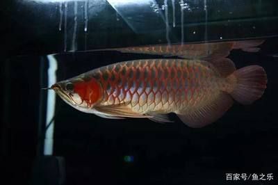 武吉美拉金龙鱼怎么样：武吉美拉金龙鱼养殖武吉美拉金龙鱼的特征和生活史