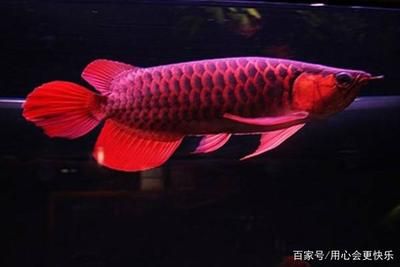 中国最贵的龙鱼是哪一条：中国最贵的龙鱼和红龙鱼的价格是最贵的观赏鱼的品种