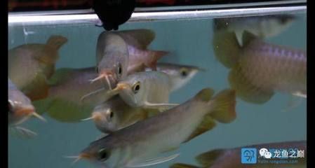 印尼小红龙鱼怎么挑选品种的视频：印尼小红龙鱼怎么挑选品种红龙鱼的饲养注意事项