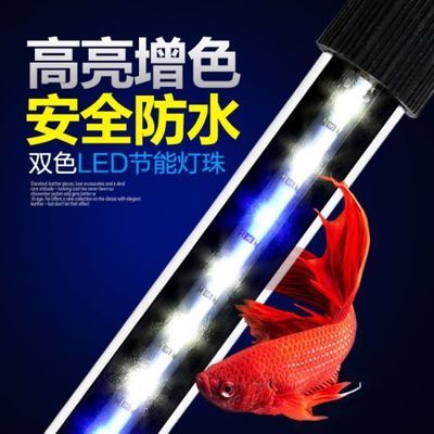 龙鱼用什么灯管最好：如何选择适合龙鱼的灯管 龙鱼百科 第1张