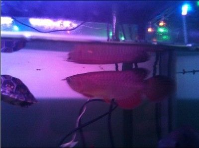 什么品种的红龙鱼最好看又好养又好看：红龙鱼的种类及种类介绍