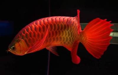 印尼红龙鱼产地是哪里：关于印尼红龙鱼的详细介绍 龙鱼百科 第3张