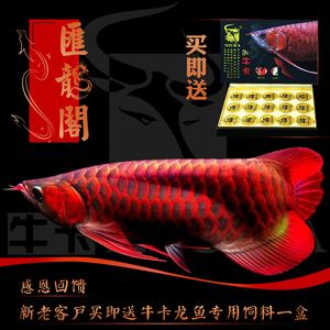 一般红龙鱼价格表：红龙鱼价格表：根据搜索结果整理的一般红龙鱼价格