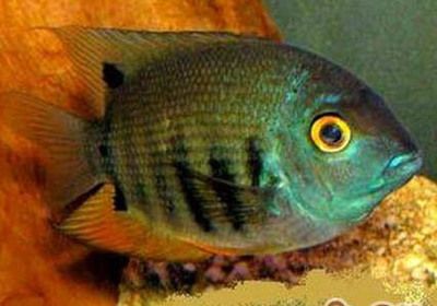 印尼红龙鱼怎么养的大：印尼红龙鱼的饲养方式