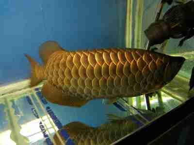 印尼红龙鱼好养吗怎么养殖技术好：印尼红龙鱼的养殖技术