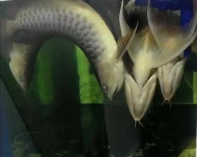 鱼缸停电龙鱼能坚持多久：鱼缸停电对龙鱼的影响以及龙鱼在这种情况下可以坚持多久 龙鱼百科 第2张