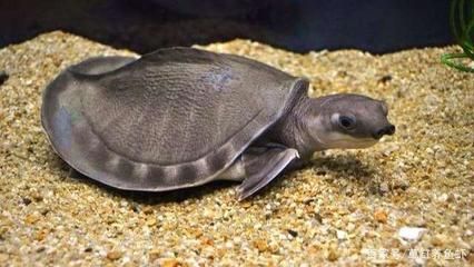猪鼻龟可以和龙鱼一起养吗：猪鼻龟和哪些鱼可以混养？