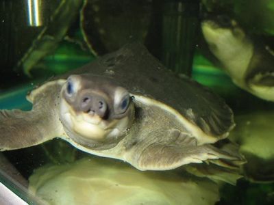 猪鼻龟可以和龙鱼一起养吗：猪鼻龟和哪些鱼可以混养？