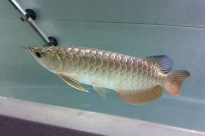 印尼红龙鱼怎么养才红色的：印尼红龙鱼的养殖方法