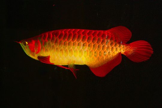 最漂亮的红龙鱼是什么鱼：红龙鱼的种类和特点