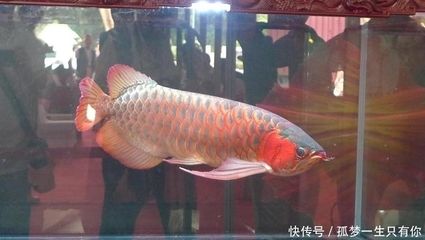 中国渔业协会龙鱼分会官网：中国渔业协会龙鱼分会二届十二次全体会员会议在佛山召开