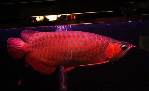 新加坡金奎龙鱼：新加坡金奎龙鱼在市场上的价格相对较高，价格不菲 龙鱼百科 第2张