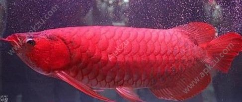 最贵的血红龙鱼是哪种鱼：世界上最贵的血红龙鱼