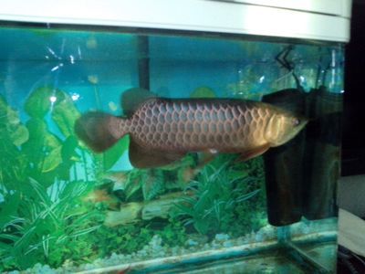 新加坡绿龙鱼：新加坡绿龙鱼是一种既美观又温和的观赏鱼，具有一定的经济价值