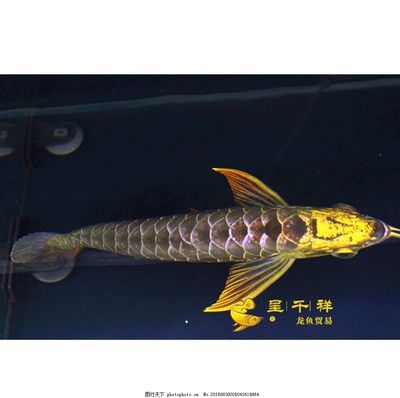 重金属龙鱼和普通金龙鱼的区别：重金属龙鱼与普通金龙鱼的区别