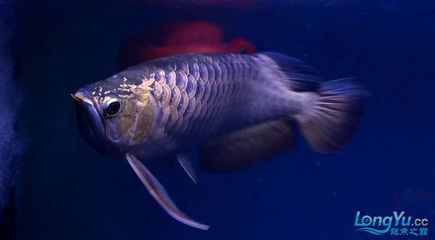 紫底金龙鱼：关于紫底金龙鱼的一些详细信息