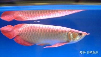 什么是大湖鱼红龙鱼：大湖鱼红龙鱼是一种特殊的外观和饲养难度的红龙鱼