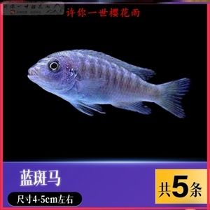 萨伊蓝龙鱼混养ph：萨伊蓝鱼和龙鱼混养的优点和缺点 龙鱼百科 第2张