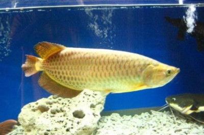 印尼红龙鱼怎么养殖的：印尼红龙鱼的养殖技巧