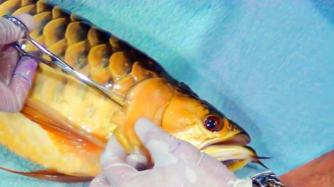 金龙鱼眼睛手术视频：金龙鱼眼睛手术手术视频