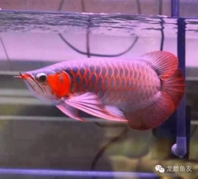 哪种红龙鱼最好养殖视频：红龙鱼的种类和特点