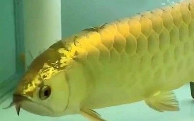 养红龙鱼的好处与坏处视频：红龙鱼的饲养方法